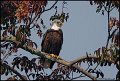 _0SB8067 american bald eagle